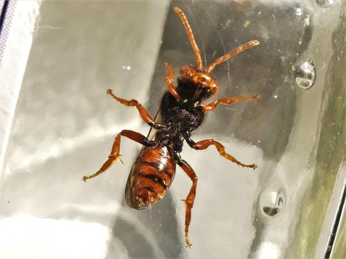 Nomada bifasciata